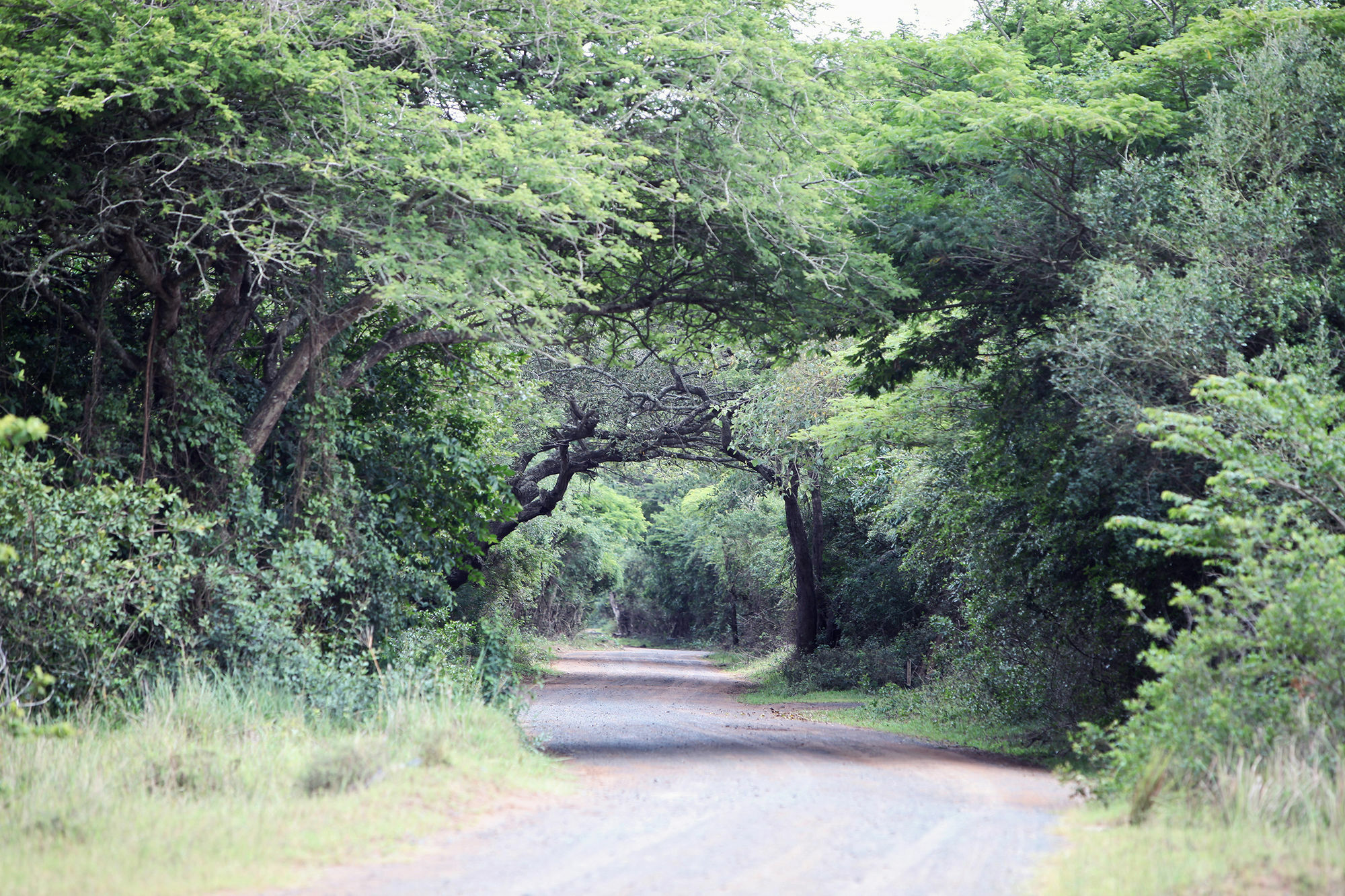 Emdoneni Lodge Hluhluwe Exteriör bild